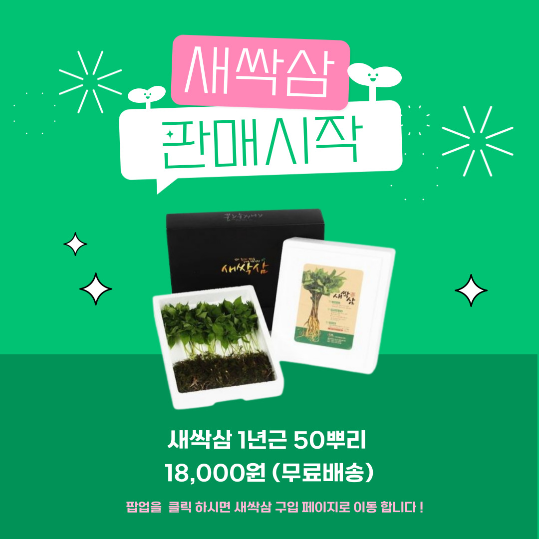 새싹삼판매
